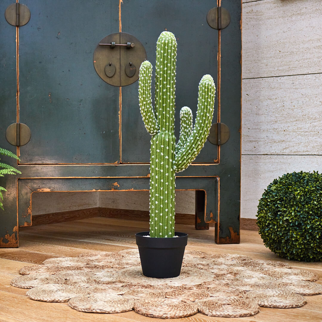cactus01