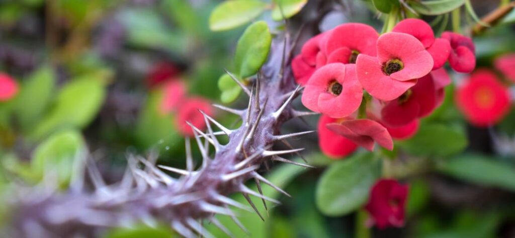 euphorbia-milii-1024x473