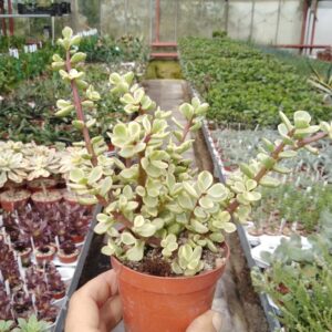 Portulacaria Variegada