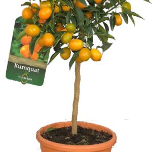 Kumquat